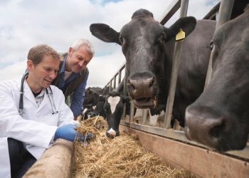 Halk sağlığının teminatı veteriner hekimler