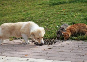 TVHB Merkez Konsey Başkanı Eroğlu: Sokak hayvanları sorunu çözülmeli