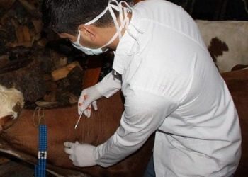 Veteriner Hekimlerden Şarbon ve KKKA çıkışı!