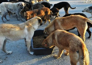 Sokak hayvanları sorunu çözülmeli