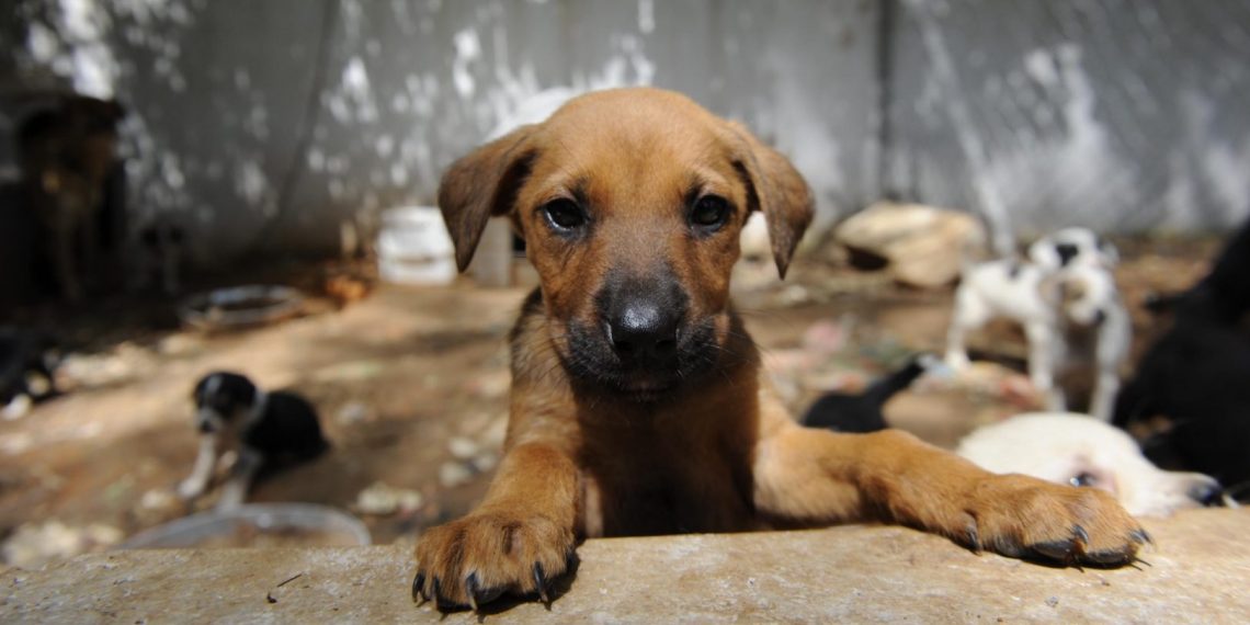 Türk Veteriner Hekimler Birliği: Sokak hayvanları sorunu çözülmeli