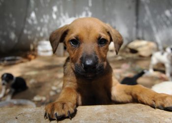 Türk Veteriner Hekimleri Birliği: Sokak hayvanları sorunu çözülmeli