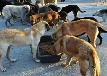 TVHB Merkez Konsey Başkanı Eroğlu: Sokak hayvanları sorunu çözülmeli