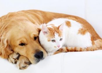 Yeni hedef hayvanseverler