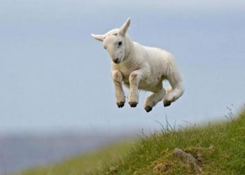 Türk Veteriner Hekimleri Birliği Başkanı: Erken kuzu kesimi önlenmeli