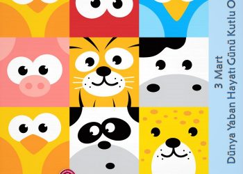 TVHB: Yaban hayatı sağlığına daha fazla yatırım yapılmalı ve Veteriner Hekim sayısı arttırılmalı!