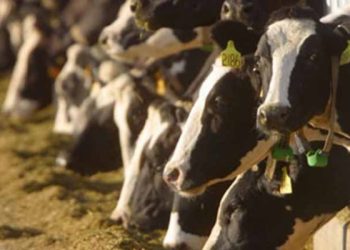 Bu destekle hayvancılığı ülkemizde geliştiremeyiz!