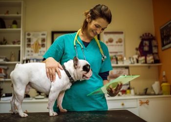 Avrupa Veteriner Hekimler Federasyonu 2019 Seçimleri Manifestosu