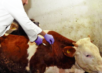 İthal ettiğimiz kadarını hastalıktan kaybediyoruz