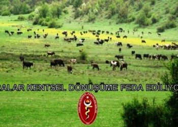 HAYVANSAL ÜRETİMİN CAN DAMARI MERALAR,KENTSEL DÖNÜŞÜME FEDA EDİLİYOR.