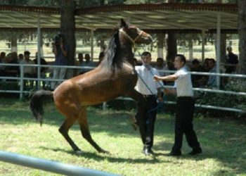 TİGEM de Liyakata ve Teamüllere Uymayan Talihsiz bir Atama Kararı