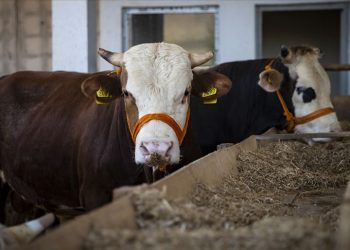 ‘Kurban arzında sıkıntı yok’