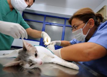 Veteriner Hekimler: Sağlık Bakanlığı bünyesinde Veteriner Halk Sağlığı Başkanlığı oluşturulmalı