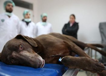 Veteriner Hekimlerden yeni fakültelere tepki için karartma eylemi: “Hayvanlara dokunmadan mezun oluyorlar”