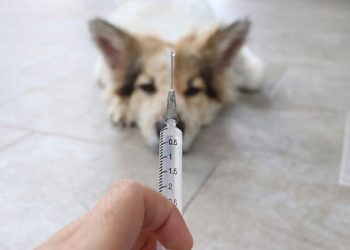 ”Aşılat Yok Et”