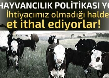 Hayvancılık politikası yok!