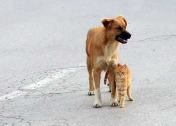 TVHB: “UZAT ELİNİ ONLAR DA YAŞASIN”