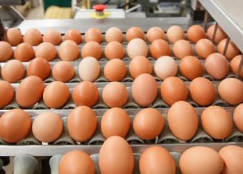 Veteriner Hekimlerden 11 Ekim Dünya Yumurta Günü basın açıklaması