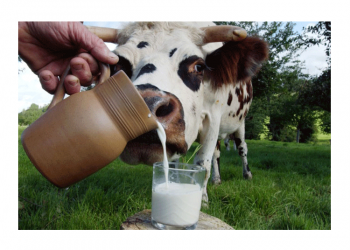 “Sütteki referans fiyat üreticiye yansımıyor”