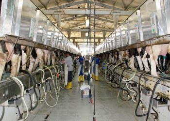 Veteriner Hekimleri Birliği: “Süt referans fiyatı 2,5 TL olmalı”