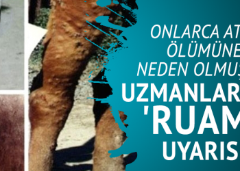 Onlarca atın ölümüne neden olmuştu: Uzmanlardan ‘ruam’ uyarısı