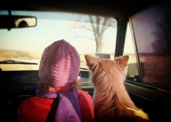 TVHB: “Hayvanlar Eşya Kanunu kapsamından çıkartılmalıdır”