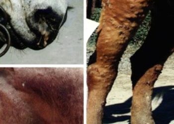 Veteriner Hekimlerden ‘ruam’ uyarısı