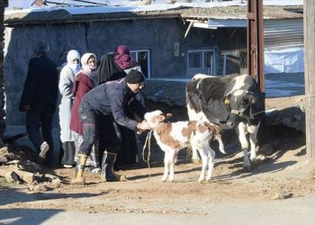 Veteriner Hekimler deprem bölgesindeki hayvanları ücretsiz tedavi edecek