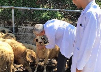 Veteriner Hekimler, yeni yılda ne diledi?