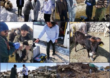Türk Veteriner Hekimleri Birliği Van Bölgesi Veteriner Hekimleri Odası Başkanlığından deprem bölgesinde çıkarma.