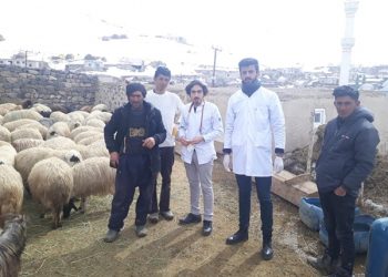 Veteriner Hekimler, Yaralı Hayvanlar İçin Seferber Oldu