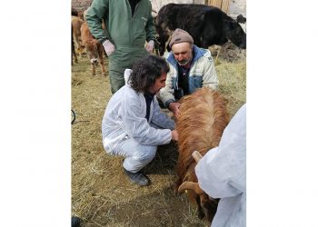 Veteriner Hekimler, yaralı hayvanlar için seferber oldu