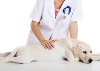 Veteriner Hekimlerden Covid-19 mesajı: Desteğe hazırız