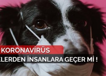 Corona Virüsü Köpekten İnsana Geçer mi?