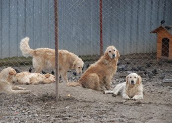 Pandemide Sesi Duyulmayanlar: Sokakta Yaşayan Hayvanlar