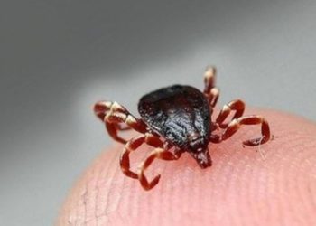 Coronadan kaçış KKKA vakalarını artırdı
