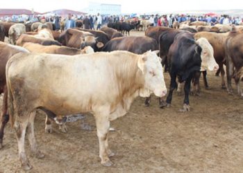 Kurbanlıklar için sıkı tedbirler alınmalı