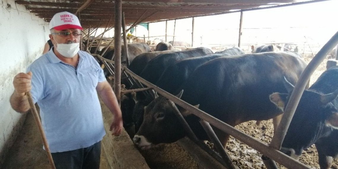 Nüfus artıyor, kesilen kurban sayısı artmıyor!