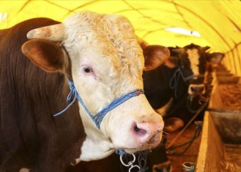 Kurban Bayramı öncesi Veteriner Hekimlerden Covid-19 uyarısı!