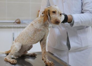 Veteriner Hekimler özlük haklarında eşitlik istiyorlar