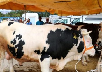 Veteriner Hekimler, koronavirüs nedeniyle kurban pazarlığında el sıkışarak pazarlık yapılmamasını istedi