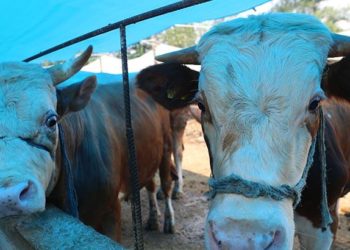 Prof. Dr. Ayaz açıkladı! Kurbanlıklarda bugüne kadar Covid-19 tespit edilmedi