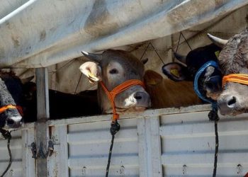 KURBANLIK ALIRKEN NELERE DİKKAT ETMELİ?