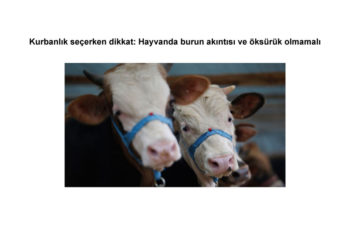 Kurbanlık seçerken dikkat: Hayvanda burun akıntısı ve öksürük olmamalı
