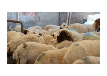 Kurbanlık seçerken hayvanın sağlığına ve koronavirüs tedbirlerine dikkat edilmesi uyarısı