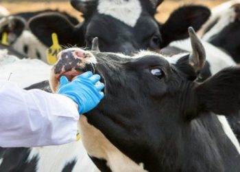 Veteriner Hekimler uyarıyor! Hayvanlardan insana bulaşan hastalıklara dikkat