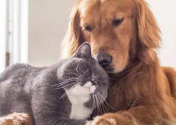 Çok sayıda evcil hayvan sokağa bırakıldı! ‘Virüs bulaşmıyor’