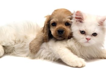 ‘Evcil hayvanlardan koronavirüs bulaşmıyor’