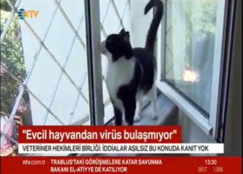 Türk Veteriner Hekimleri Birliği, yeni tip koronavirüse (#Covid_19 ) ilişkin ‘doğru bilinen yanlışlar’ hakkında uyarılarda bulundu. (NTV video haber)