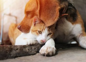 Evcil hayvanlardan virüs bulaşmıyor